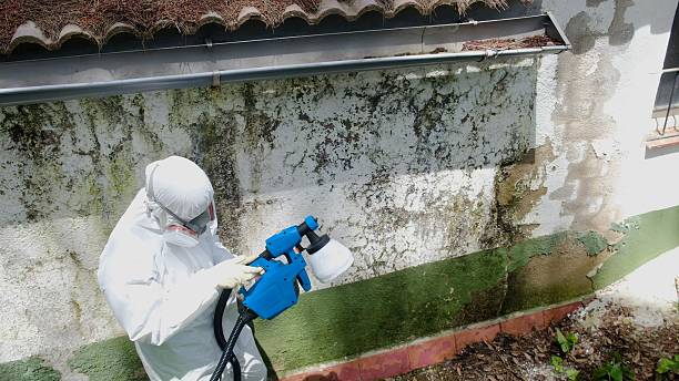 Trusted Mold Remediation service in Somerset, MD - Cheap Mold Removal